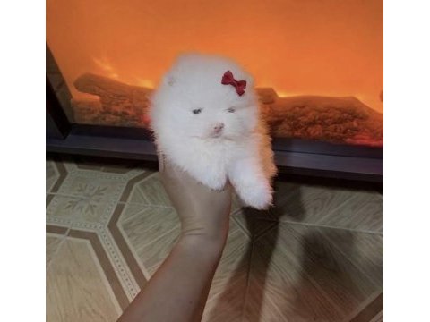 Mini boy mikro kar beyaz pomeranian boo dişi bebeğim