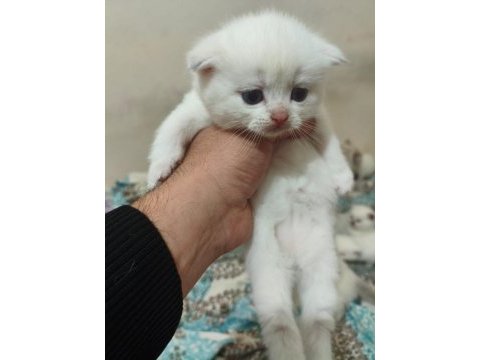 Acil sahiplendirme scottish fold kediler