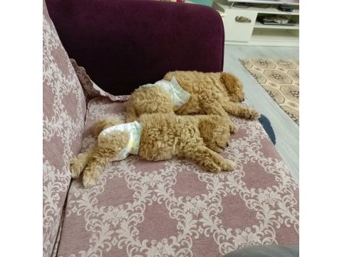 Poodle miniklerim