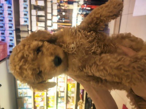 Red toy poodle