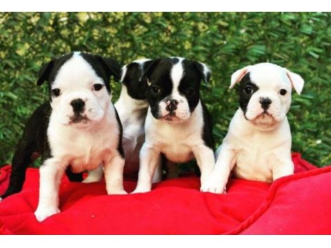 Irk ve sağlık garantili french bulldog yavrular