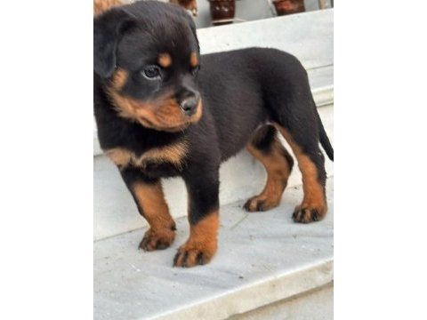 Şecereli anne baba kaliteli rottweiler yavrular