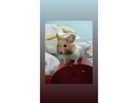Kafesiyle ücretsiz hamster sahiplendirme