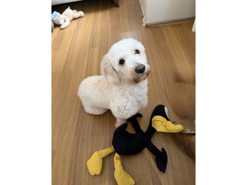 Maltipoo duffy mize onu severek bakacak aile