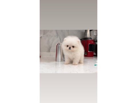 Teacup kore pomeranian 