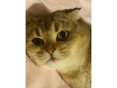 Scottish fold dişi