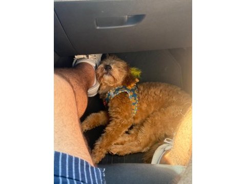 5 aylık dişi toy poodle