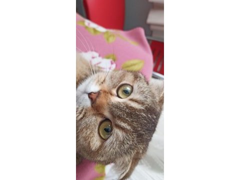 Aşıları tam scottish fold