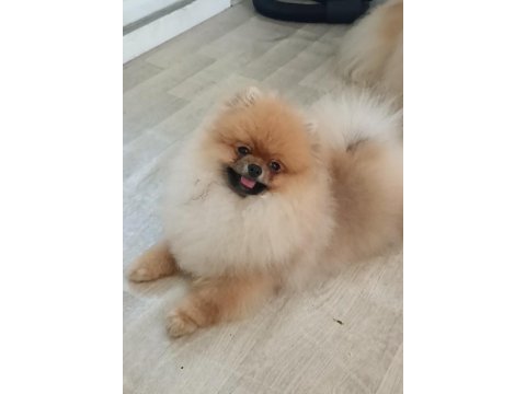 Pomeranian boo köpeği