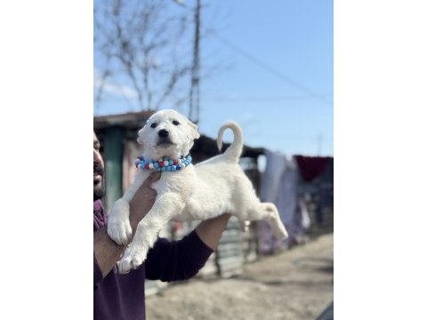Kangal ve anadolu çoban akbaş