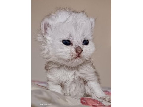 British shorthair ve longhair safkan yavrular