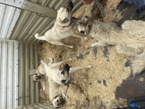 4+1 takım kangal
