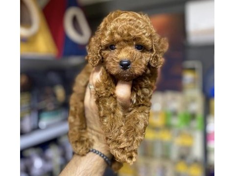 Toy poodle yavrularımız