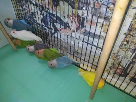 Renk güzelleri yavru sevda papağanları
