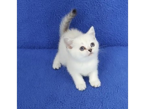 Scottish fold losgheyr yavrular teslime hazırdır