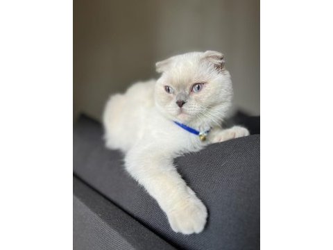 Dişi scottish fold kedimi sahiplendiriyorum