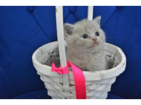British shorthair yavru