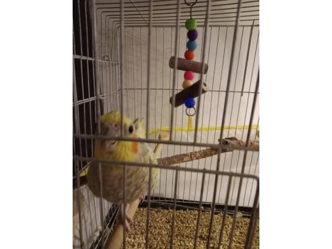 7 aylık sultan papağanı erkek