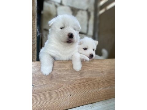 Kar beyaz samoyed yavrular