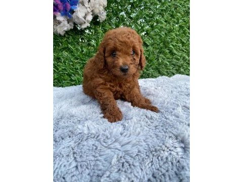 Toy poodle bebekler