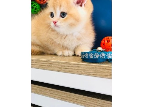 A kalite british shorthair gold yavrular