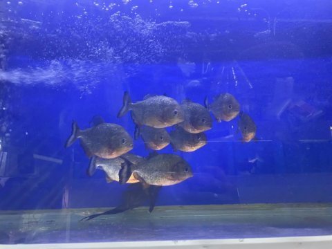 Full etcil pirana 9 adet boylar 13 17 cm arası