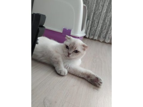 1 yaşında dişi british shorthair