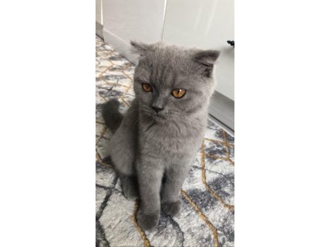 5 aylık dişi kedimiz kocaeli içi sahiplendirme