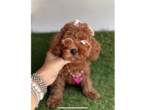 Kore kanı minicik toy poodle yavrular
