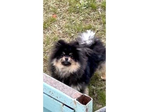 Pomeranian 8 aylık erkek
