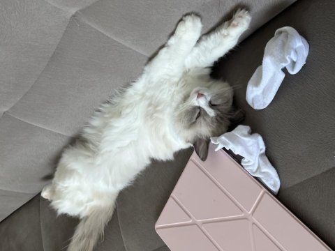 Çiftleştirme safkan dişi ragdoll