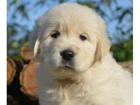 Golden retriever yavrular istenirse kapınıza teslim