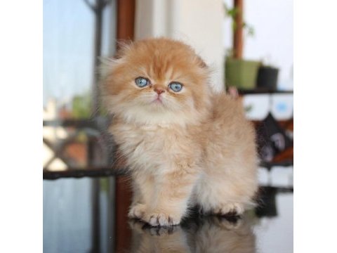 Safkan şecereli chocolate golden erkek scottish fold