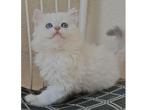 Longhair ve shorthair dişi-erkek yavru kedilerimiz
