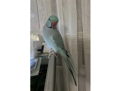 Erkek pakistan papağanı kalite isteyen