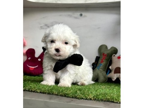 Maltese terrier köpekler