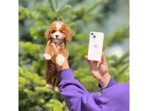 Toy poodle bebeklerimiz