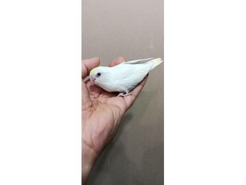 Cremio dişi forpus papağanı