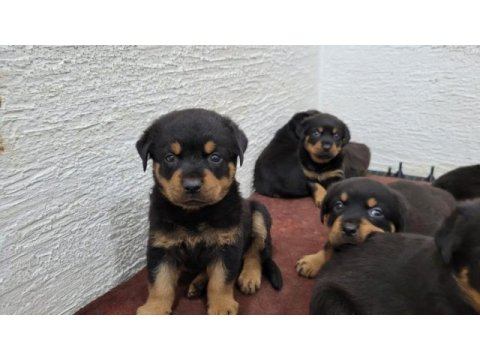 Rottweiler yavruları ırk garantilidir