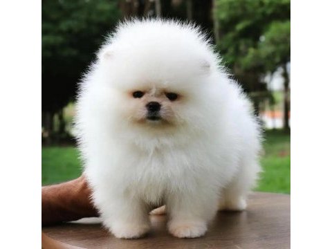 Pomeranian boo yavruları