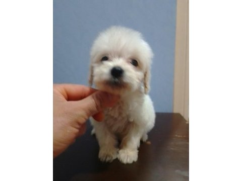 Maltipoo