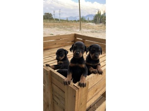 Atletik yapıda doberman yavruları