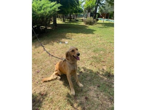 Sevecen 1 yaşında golden retriever kız