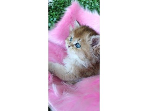 Ny25 dişi british longhair
