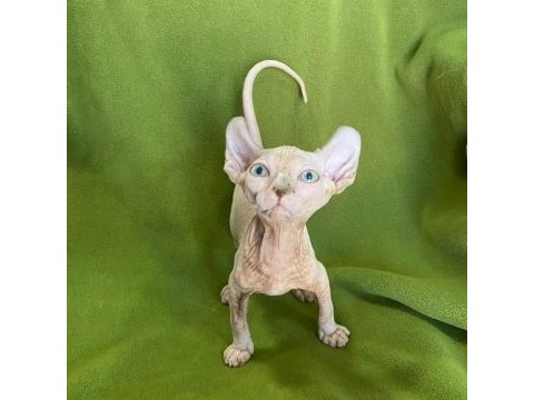 Elf sfenks kedi