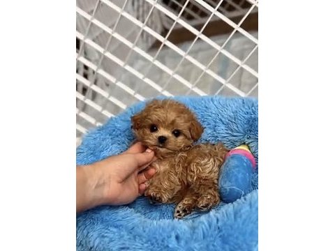 Toy poodle safkan köpeğimiz