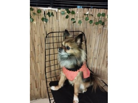 Eş arıyoruz erkek uzun tüylü chihuahua