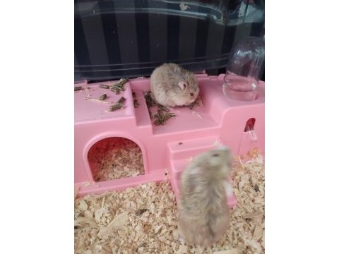 İki adet cüce hamster