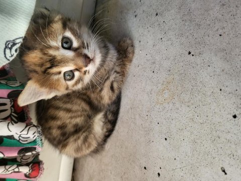 6 yavru ankara kedisi 40 günlükler