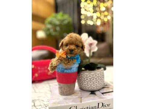 Yarışma düzeyi 0 boy maltipoo luna